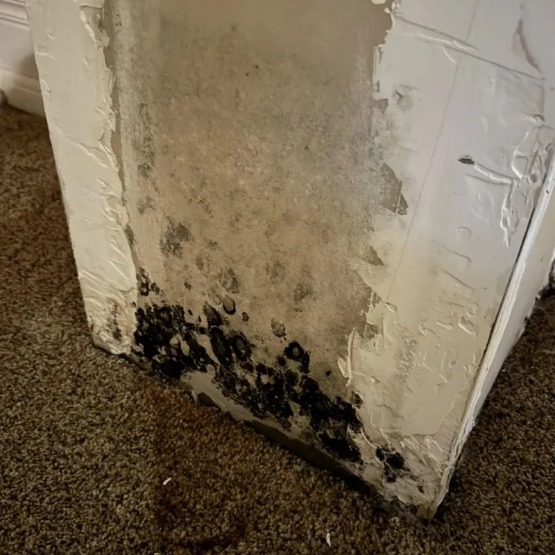 Professional Mold Removal in Campbell, OH